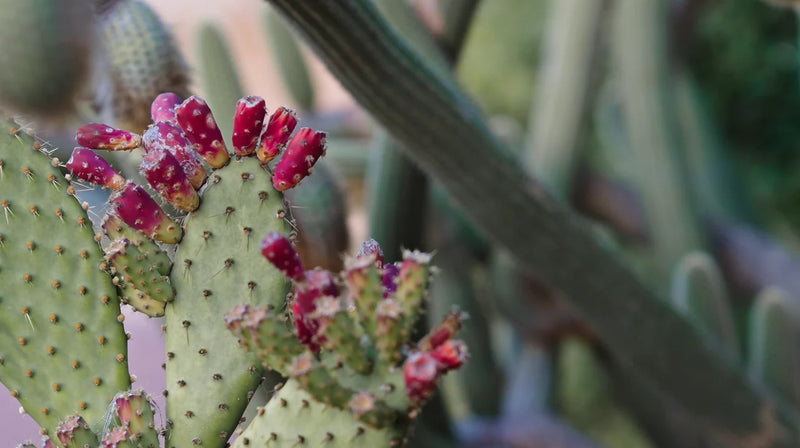 Etikette | Soy Candles | Port Fairy in Cactus Flower